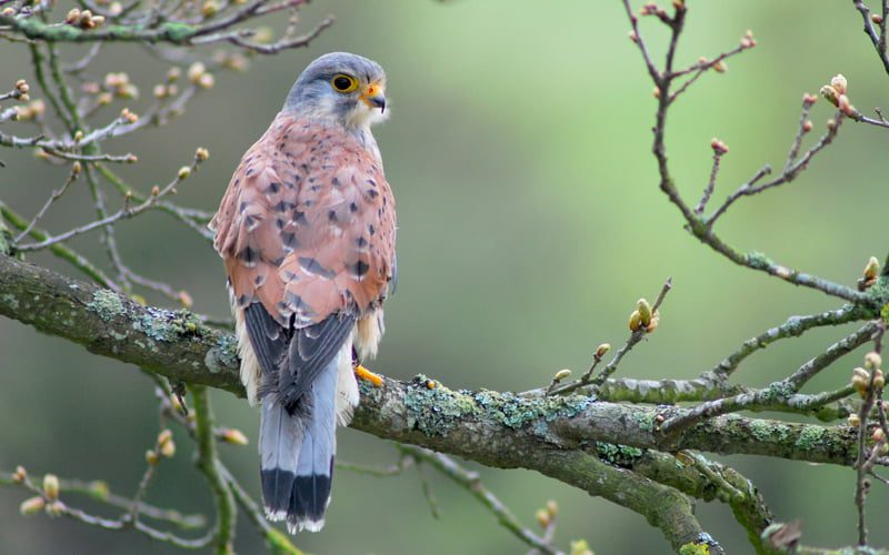 Biodiversity and Building: A Comprehensive Manual for Sourcing an Ecological Survey for Planning